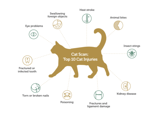 The Most Common Cat Injuries And How To Detect Them - The Meow Blog ...