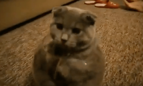 A Cat Exploring And Playing With An Empty Fishbowl Is Quite Entertaining To Watch