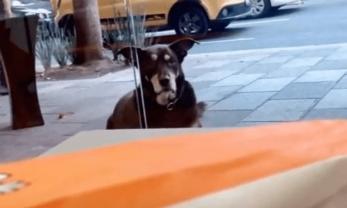 A Dog Uses Its Puppy Dog Face To Get Pizza And It’s Simply Too Cute