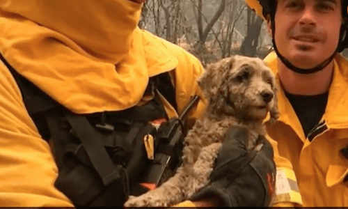 California Wildfires Take Their Toll On Pets But These Rescuers Are Here To Help