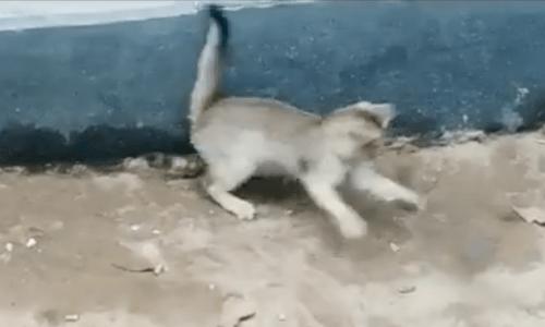 Cat At Play Shows How Adorable Cats Can Be As They Get Excited And Prance About