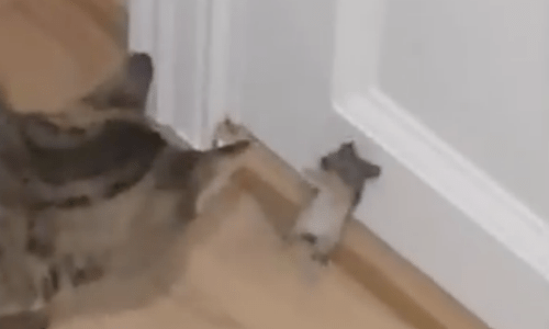 Cat Chases Mouse And Won’t Give Up So It Can Be Loyal And Protect Owner