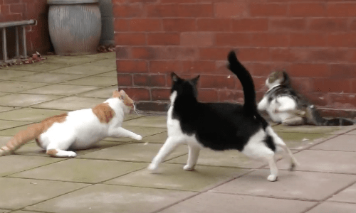 Cat Fight In Slow Motion Gives You A Look At House Cats In Their Natural Environment