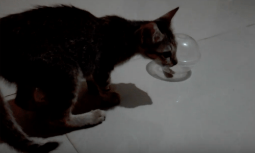 It’s Too Cute To Watch This Cat Finding Endless Entertainment In Chasing See-Through Ball