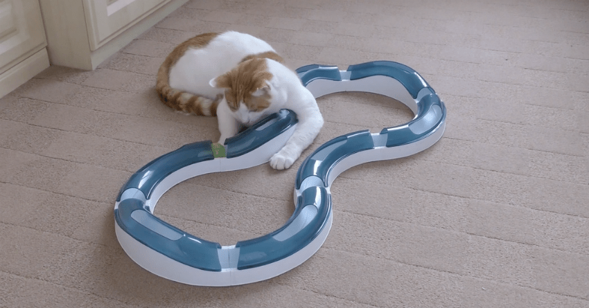 Cat Finds Hours Of Endless Fascination In Super Roller Circuit Chasing Ball Around Pipes