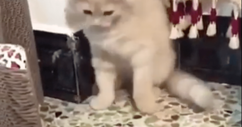 Cat Frightened By Toy Keeps Backing Away As The Toy Inches Closer In Adorable Video