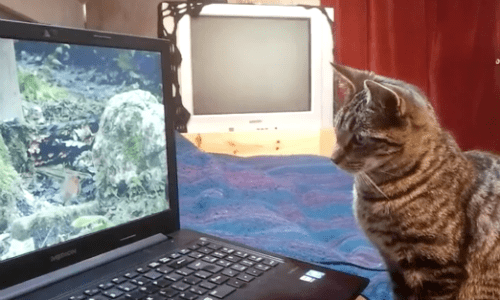 Cat Watches Bird Video On Laptop And Interacts In Such a Cute Way