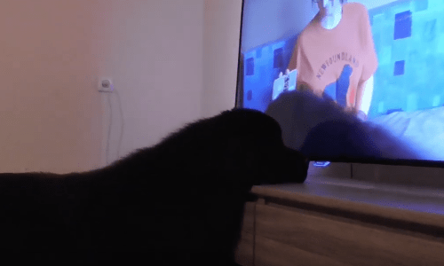 Dog Watches Video Of Himself And Other Dogs And Keeps Getting More Excited