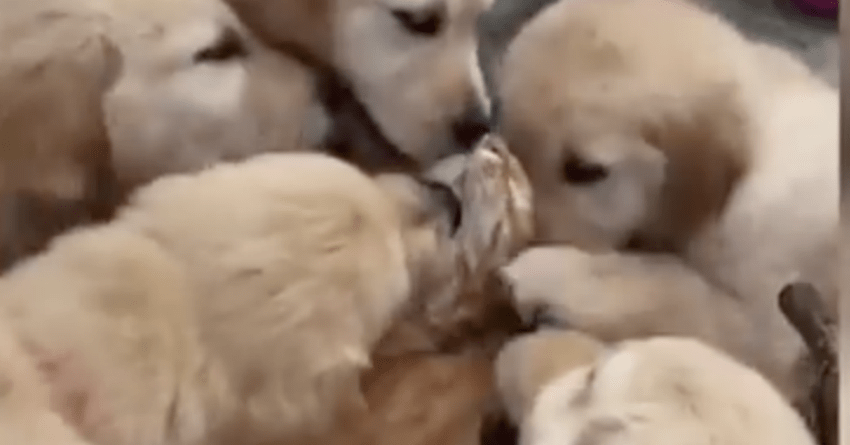 Labrador Puppies Show Love And Affection To Ginger Cat By Surrounding And Licking Her