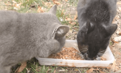 Homeless Cat Seems Frightened Of Human Until He Brings Out Food And Feeds The Hungry Cat