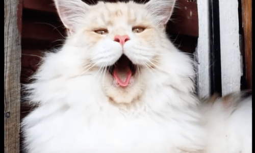 Learn Fun Facts About The Maine Coon Cat’s Large Size And Matching Large Personality