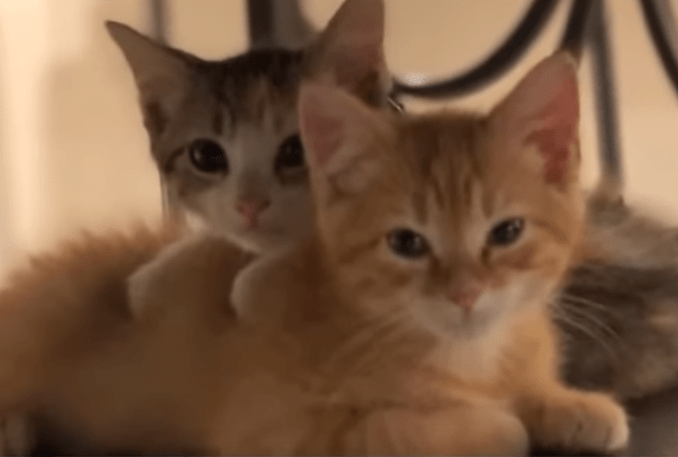 Office Hires Two Kittens To Play With Boxes All Day And The Result Is Adorable Fun