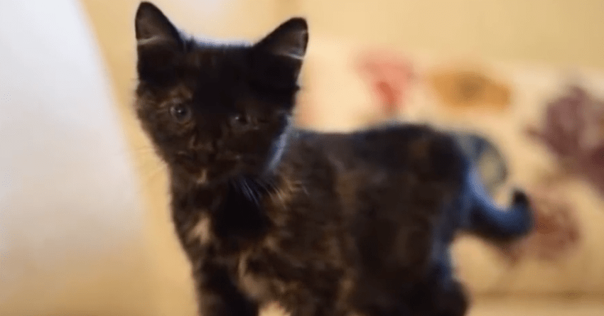 Stray Kitten Finds A New Home And Family When It Wanders Into Governor’s House