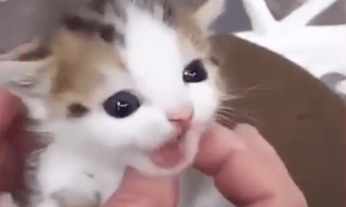 These Baby Cats Will Be All You Need To See To Keep Smiling All Day Long