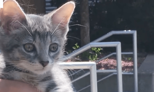 This Kitty Police Officer Will Warm Your Heart And Be All You’ve Ever Wanted To See