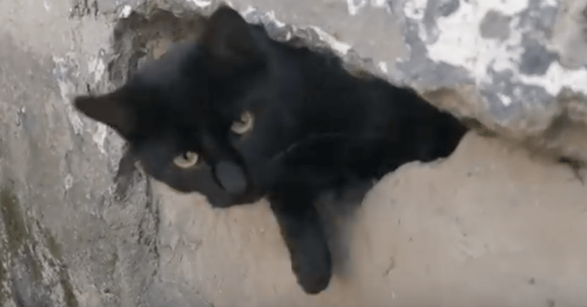 Two Black Cats Find Entryway Into Basement And Make Themselves At Home Out Of The Elements