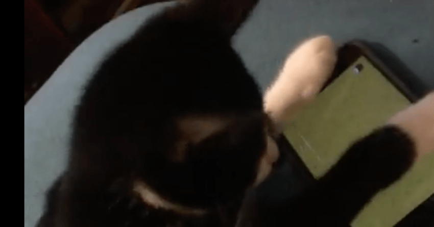 Video Game Of Mouse Running Across The Screen Provides Endless Enjoyment For Household Cat