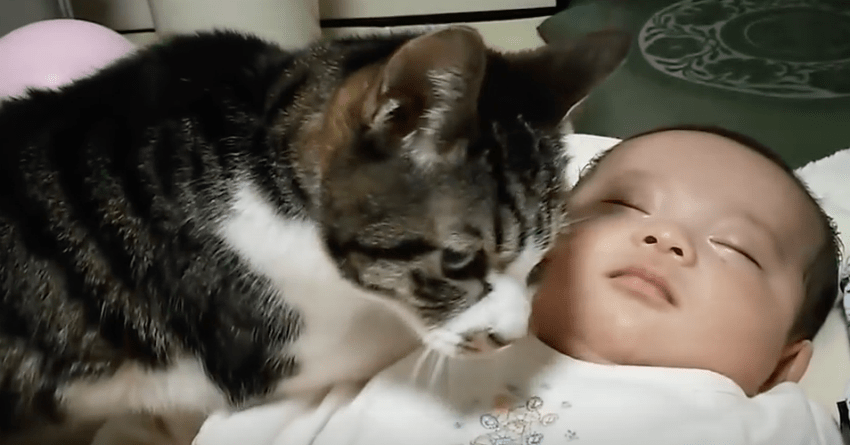 Your Heart Will Overflow As You Watch Cats Meet The New Babies In Their Family