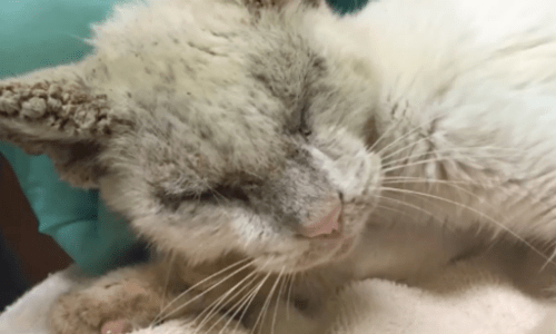 A Heartbreaking Story Of A Stray Cat With Such Bad Mange It Couldn’t See