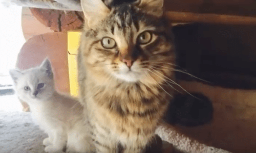 A Loving Cat Mother Wanted To Meet The Human Who Would Adopt Her Kitten