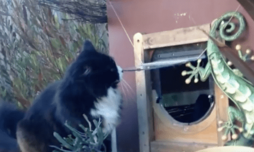 Adventurous Cat Gets Elaborate And Thoughtful Outdoor House And Loves Everything About It