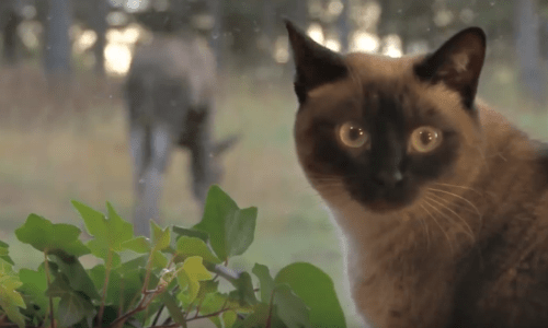 Alaskan Cat Owner Sees Her Household Cat Interacting With Bald Eagle In Astounding Moment