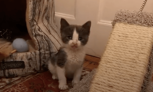 Blind Kitten Makes Up For Lack Of Eyesight With Big Personality And Tons Of Fun