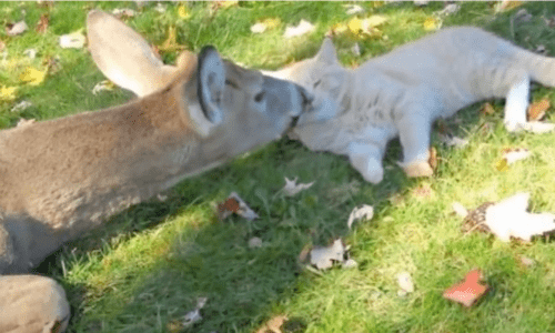 Cat And Deer Form Unique Friendship That The Cat’s Owner Is Quite Surprised By