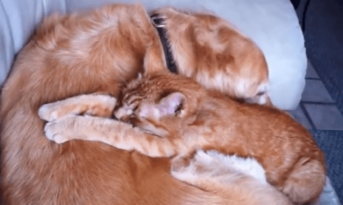 Cat And Dog Are Best Friends But When The Cat Passes Away The Dog Is Heartbroken