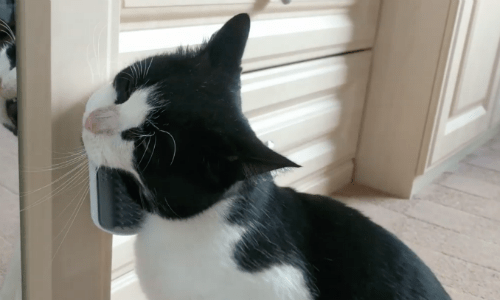 Cat Finds An Easy Way To Groom Itself And Seems To Really Enjoy It