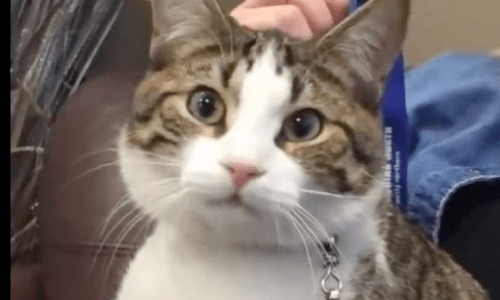 Cat Lives In Airport For A Few Days And Enjoys Welcoming Guests At The Gate