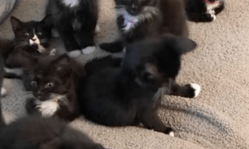 Cats Found In Crate In Florida Heat Get Immediate Attention To Find A Loving Home