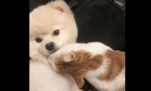 Cats Show Dogs Who Is Boss In Their Household When The Dog Messes With Them