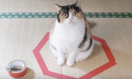 Cats Show Unwavering Interest In Sitting And Laying In Anything Circle Shaped And It’s Fascinating