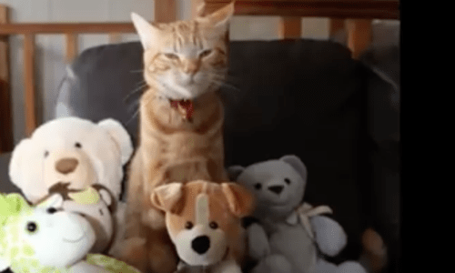 Cutest Kleptomaniac Cat Brings Home Stuffed Animals Each Night To Love And Care For Them