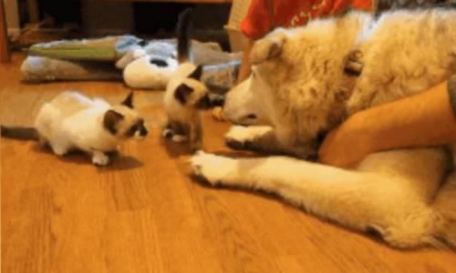 Dog Grieving From Loss Of Cat Friend Finds New Joy In Four New Kittens