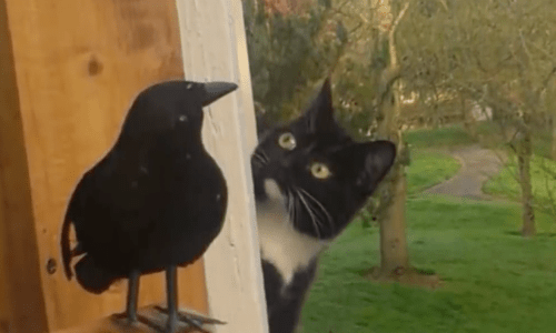 Fake Raven Creates Hours Of Studying, Confusion And Enjoyment For This Confused Cat