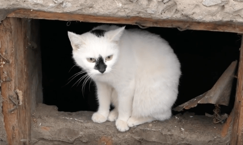 Homeless White Cat With Stunning Black Spots Finds A New Friend And Some Food