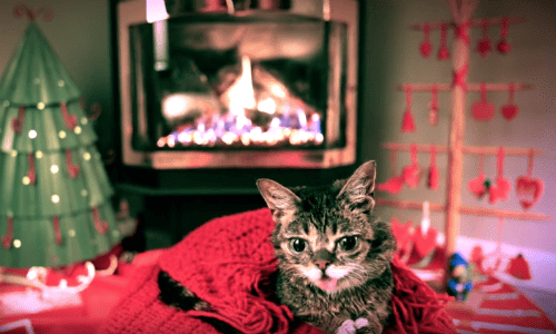 If You’re Looking For Some Relaxation And Enjoyment Just Watch This Cat Cozy By The Fire