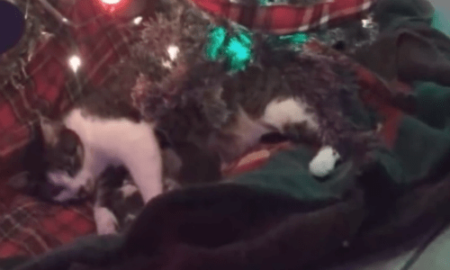 Kittens Born Under The Christmas Tree The Greatest Gift Its Owners Could Expect