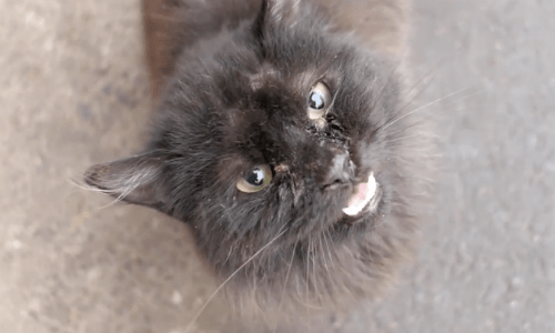 Listen To This Cat’s Little Cries As She Implores Passerby For Some Food And Attention