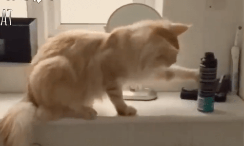 Mischievous Cats Knock Things Over And It’s So Adorably Cute You Won’t Believe It