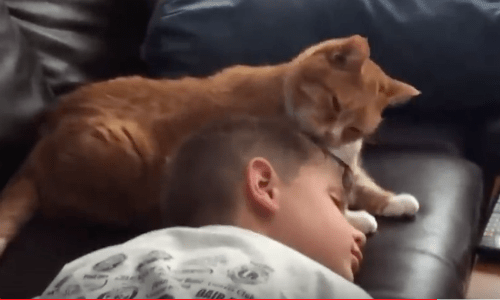 Nothing Is Sweeter Than Watching These Cats Cuddle And Sleep With Their Masters