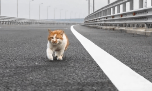 One Cat Becomes The First To Trek Across A Grand Bridge Recently Built In Russia