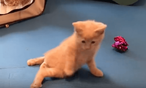 Paralyzed Kitten Gets Adopted And Finds New Loving Home Where Her Owner Understands Her Needs