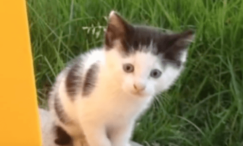 Shy Feral Cat That Two Men Kept Feeding Arrives One Day With A Surprise For Them