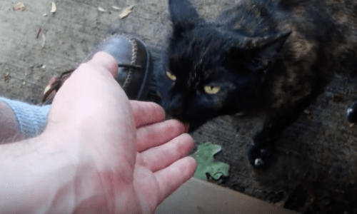 Stray Cat Becomes Faithful Companion To Man Who Rescued Her So She Can Say Thanks