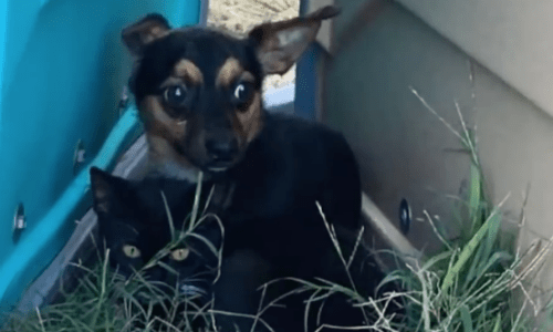 The Loyalty Of This Puppy To His Kitty Friend Is Heartwarming And Beautiful Beyond Words