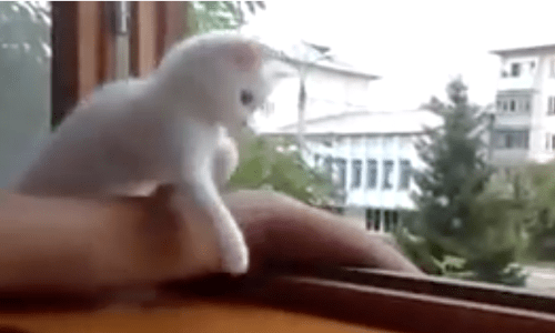 This Adorable Tiny Kitten Won’t Let Her Owner Be In Any Sort Of Danger