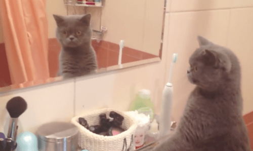 This Cat Apparently Knows How Cute He Is Because He Loves Looking In The Mirror